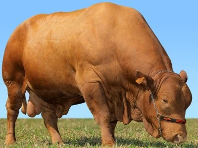 Caribe 35 da Genetropic, um dos touros mais importantes da raça nascidos no Brasil, produziu inúmeras doadoras qualificadas no prestigioso programa Safiras do Senepol.