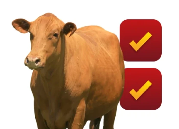 Pesquisas sobre a raça