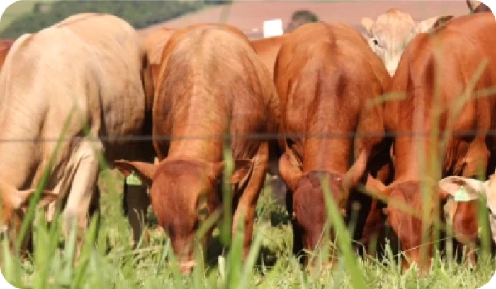 Heterose e Eficiência no Cruzamento Industrial